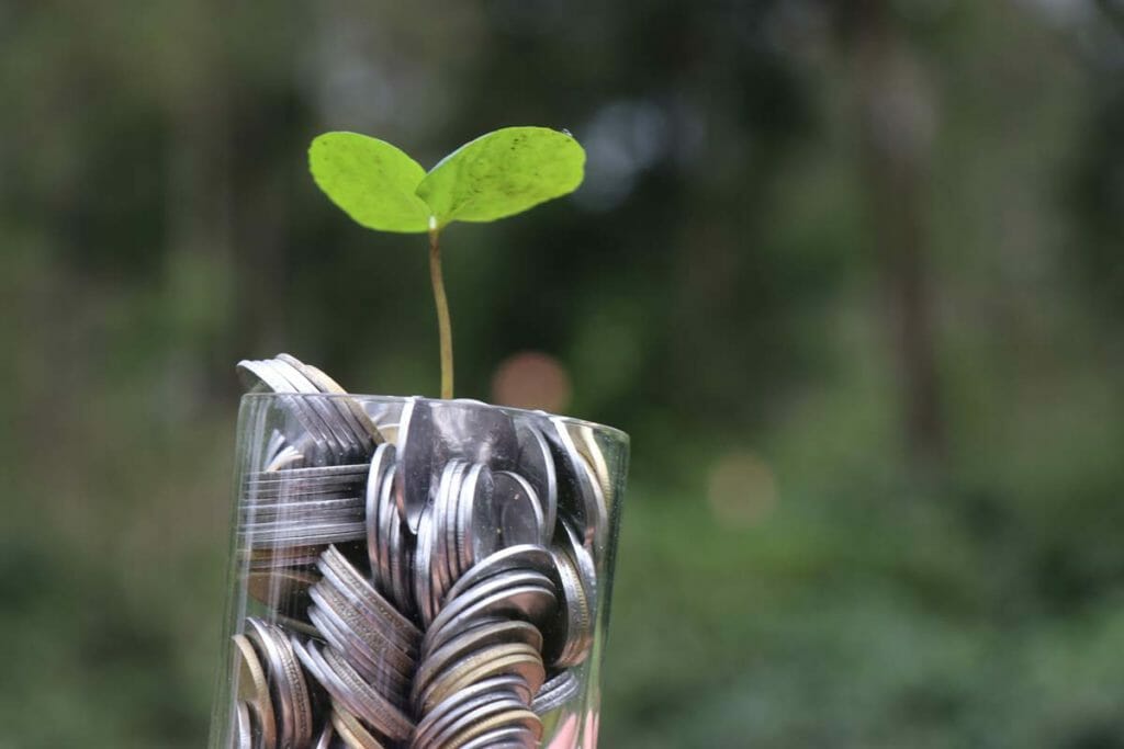 Close up of a plant sprouting